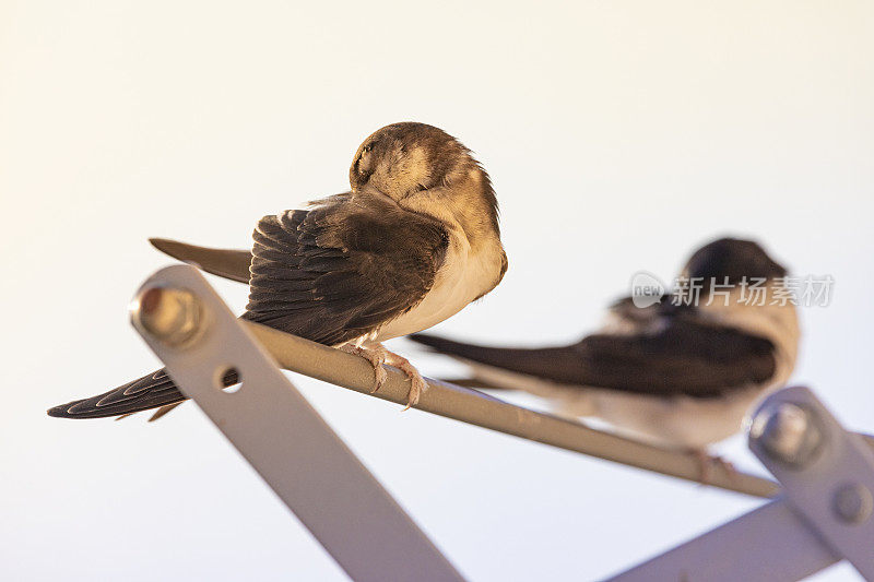 谷仓燕子(Hirundo rustica)在我的窗口靠近。躺在我的衣架上